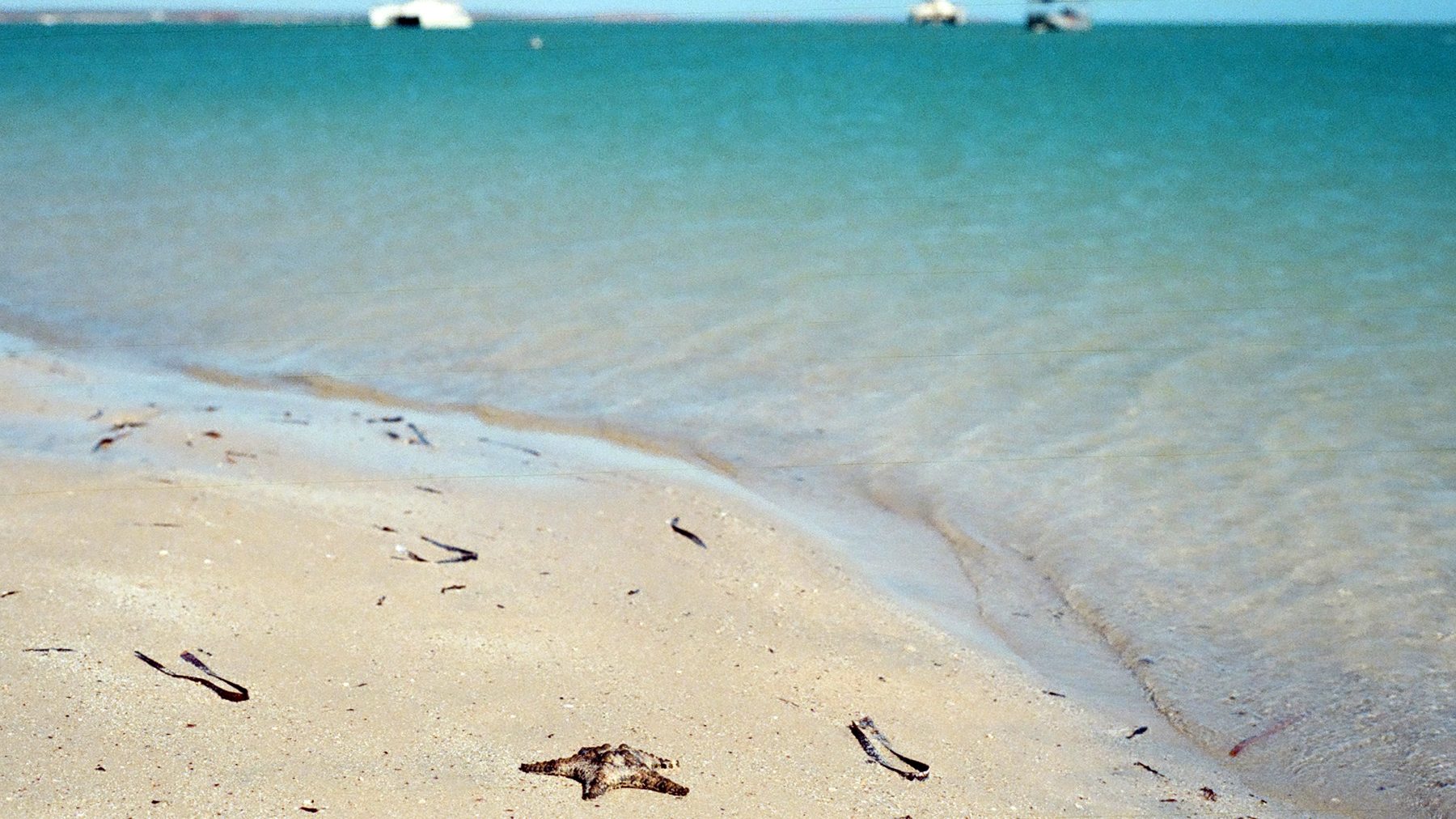 One starfish at a time