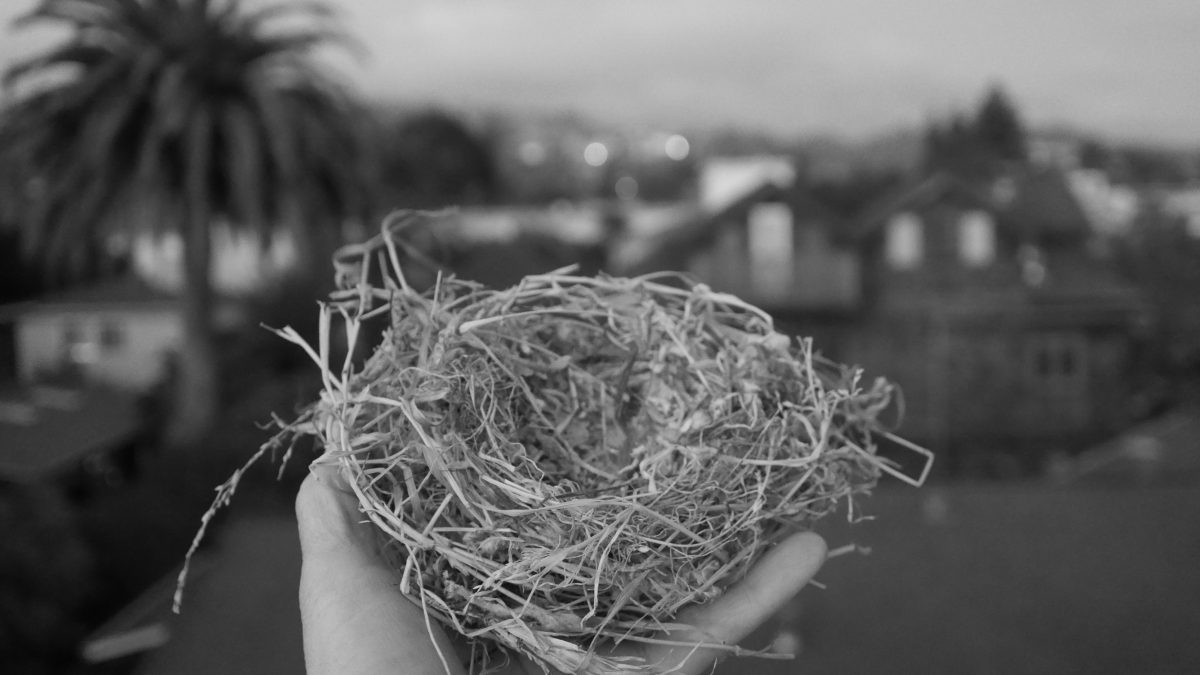 A hand holds a found, empty nest.